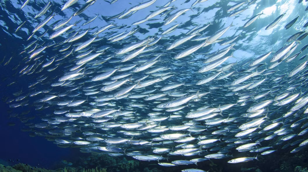 Optimized Aeration for Ras &ndash; Ensuring Superior Oxygen Distribution in Salmon Tanks