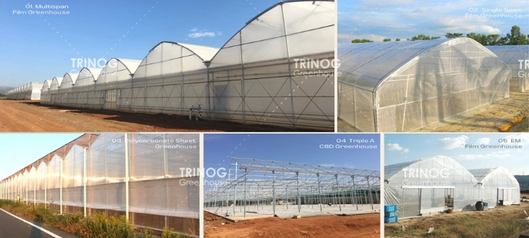 Trinog Greenhouse agricultural multispan lettuce hydroponics system green house for poultry farm