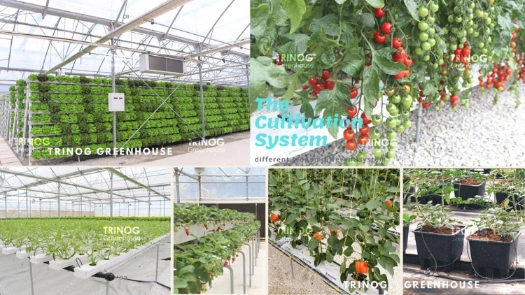 Trinog Greenhouse agricultural multispan lettuce hydroponics system green house for poultry farm