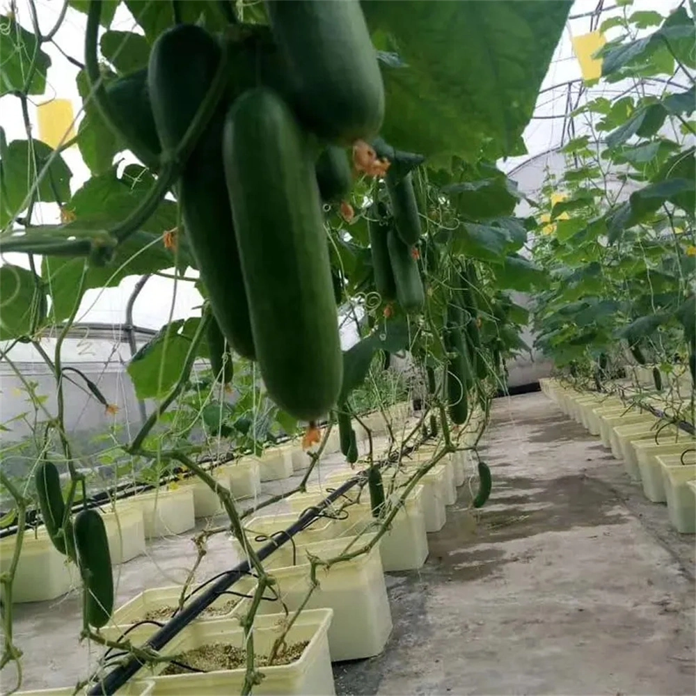 Hydroponic Dutch Bucket Plant Growing System Bato Barrel Nft System Hydroponic Bucket