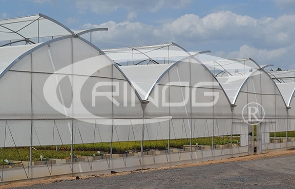 Trinog Greenhouse agricultural multispan lettuce hydroponics system green house for poultry farm