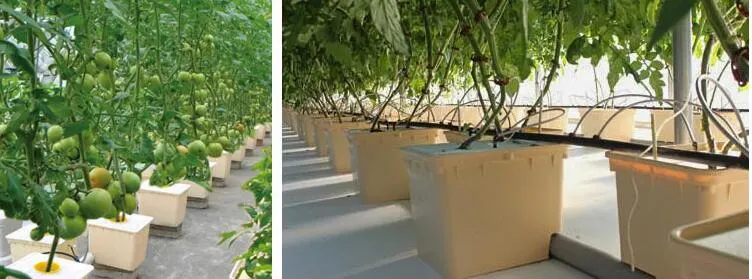 Strawberry Greenhouse Growing System Hydroponic Growing Dutch Bucket