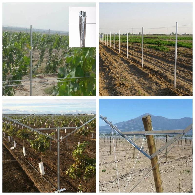 Vineyard Metal Post High Zinc Coating Steel Post for Grape Land 1.8m High Grape Stakes