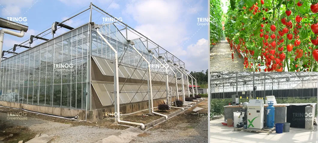 Trinog Greenhouse agricultural multispan lettuce hydroponics system green house for poultry farm