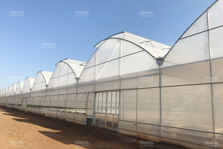 Trinog Greenhouse agricultural multispan lettuce hydroponics system green house for poultry farm