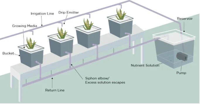 Strawberry Greenhouse Growing System Hydroponic Growing Dutch Bucket