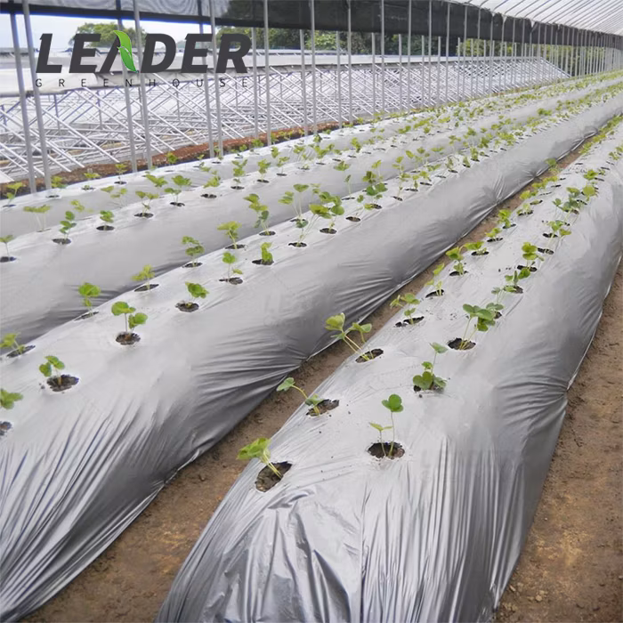 Agriculture Mulch Film Black Plastic Ground Cover