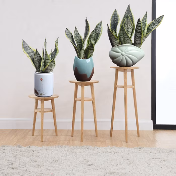 Good Quality Sansevieria Live Plant in Stock