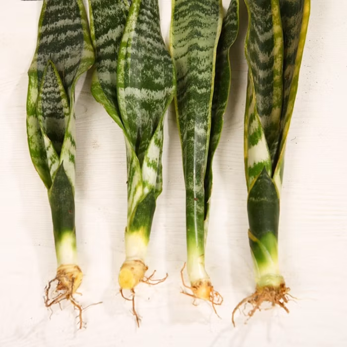 Good Quality Sansevieria Live Plant in Stock