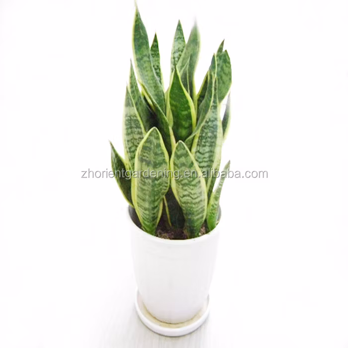 Hotsale Live Plant Sansevieria Bonsai Indoor Plants