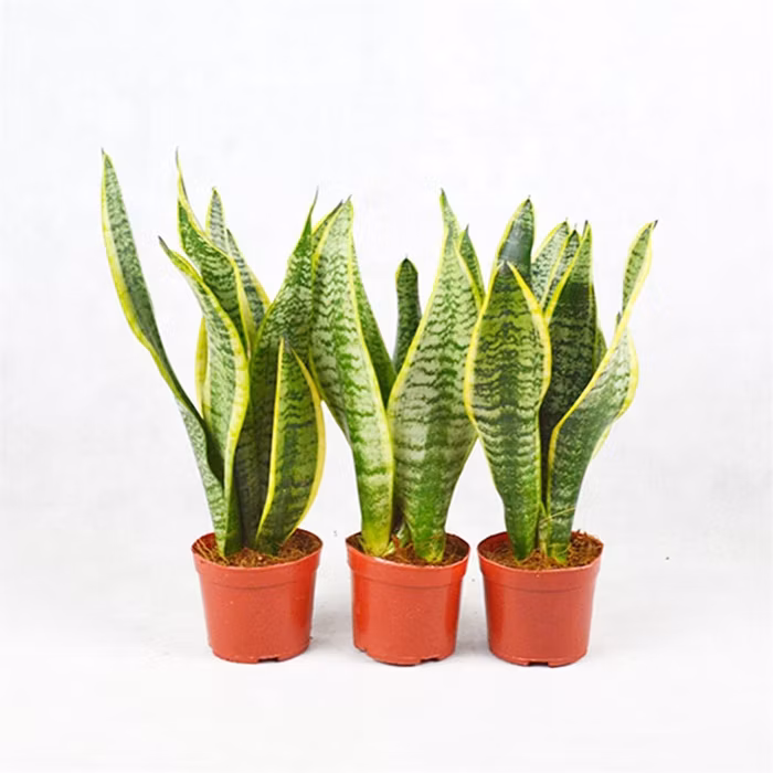 Hotsale Live Plant Sansevieria Bonsai Indoor Plants