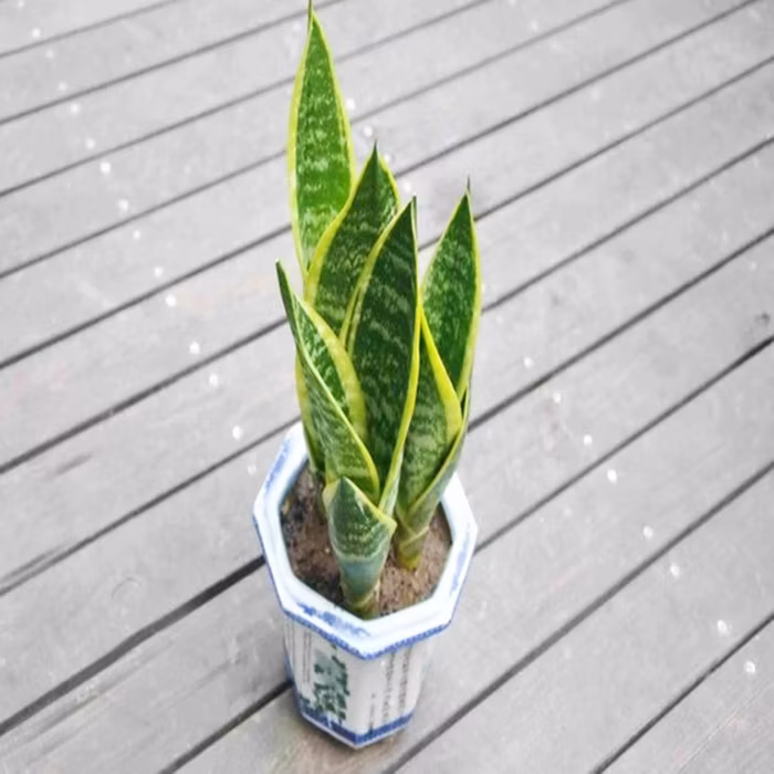 Hotsale Live Plant Sansevieria Bonsai Indoor Plants