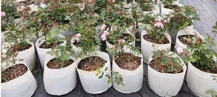 10 Gallon China Mafufacturer Fruit Potato Strawberry Planting Garden Round Fabrice Flet Pot Growing Bags