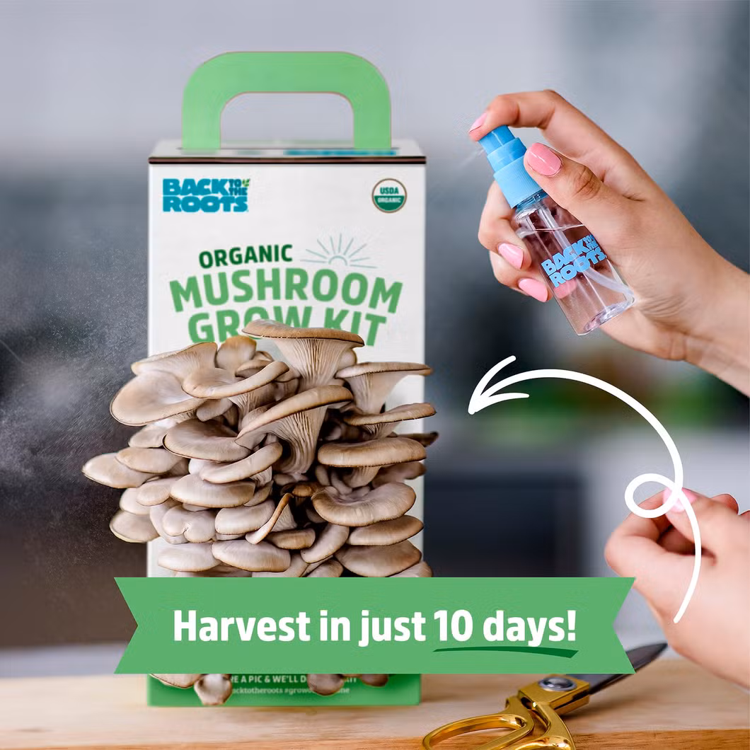 Oyster Mushroom Spawn Substrates Growing Bag