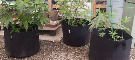 10 Gallon China Mafufacturer Fruit Potato Strawberry Planting Garden Round Fabrice Flet Pot Growing Bags