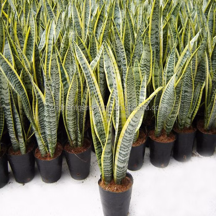Hotsale Live Plant Sansevieria Bonsai Indoor Plants