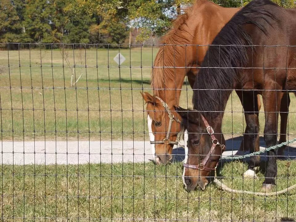 Hot Sale Cattle/Deer/Field/Horse Fence on Farm for Animal Protection