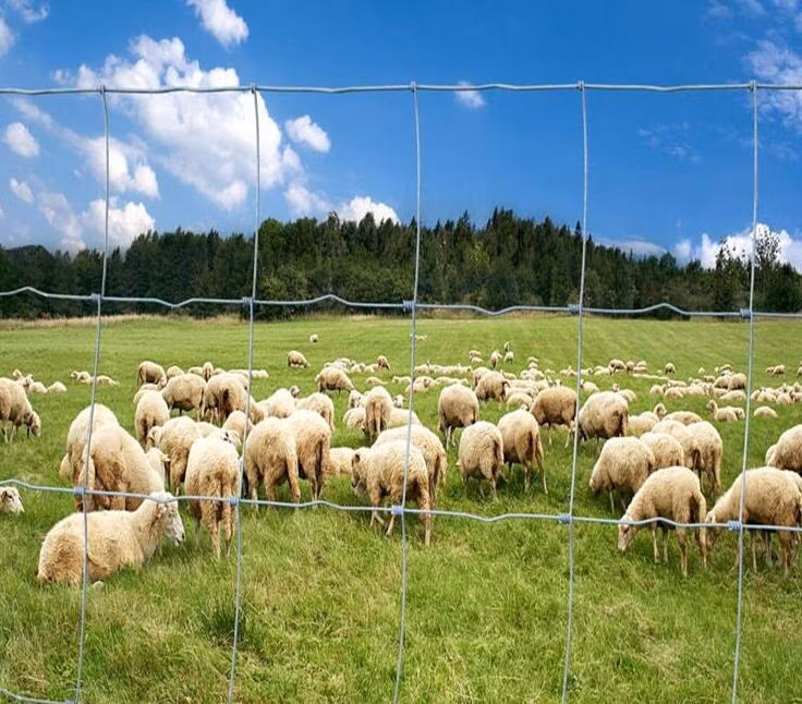 High Tensile Fixed Knot Deer Fence/Field Fence/Sheep Fence/Cattle Fence