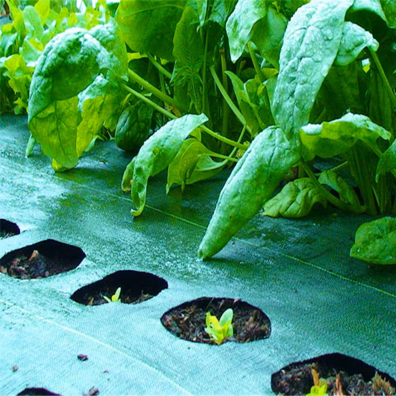 Hot Sale PP PE Woven Weed Mat Ground Cover for Agriculure Using