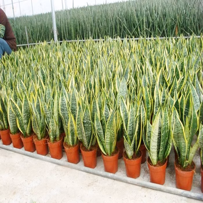 Hotsale Live Plant Sansevieria Bonsai Indoor Plants