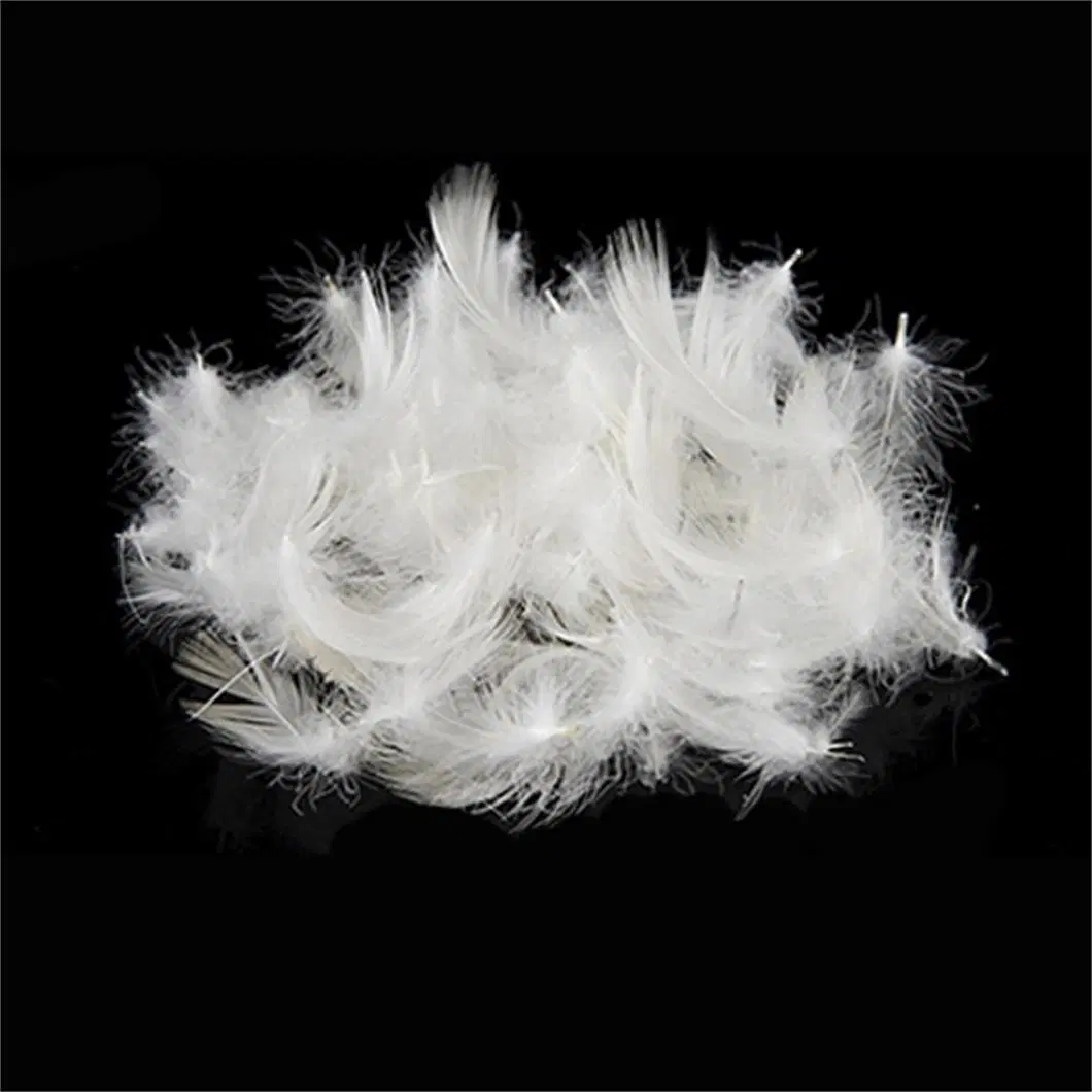 China Down Supplier Direct Sell Raw Material 2.4cm Duck Feather for Down Padding