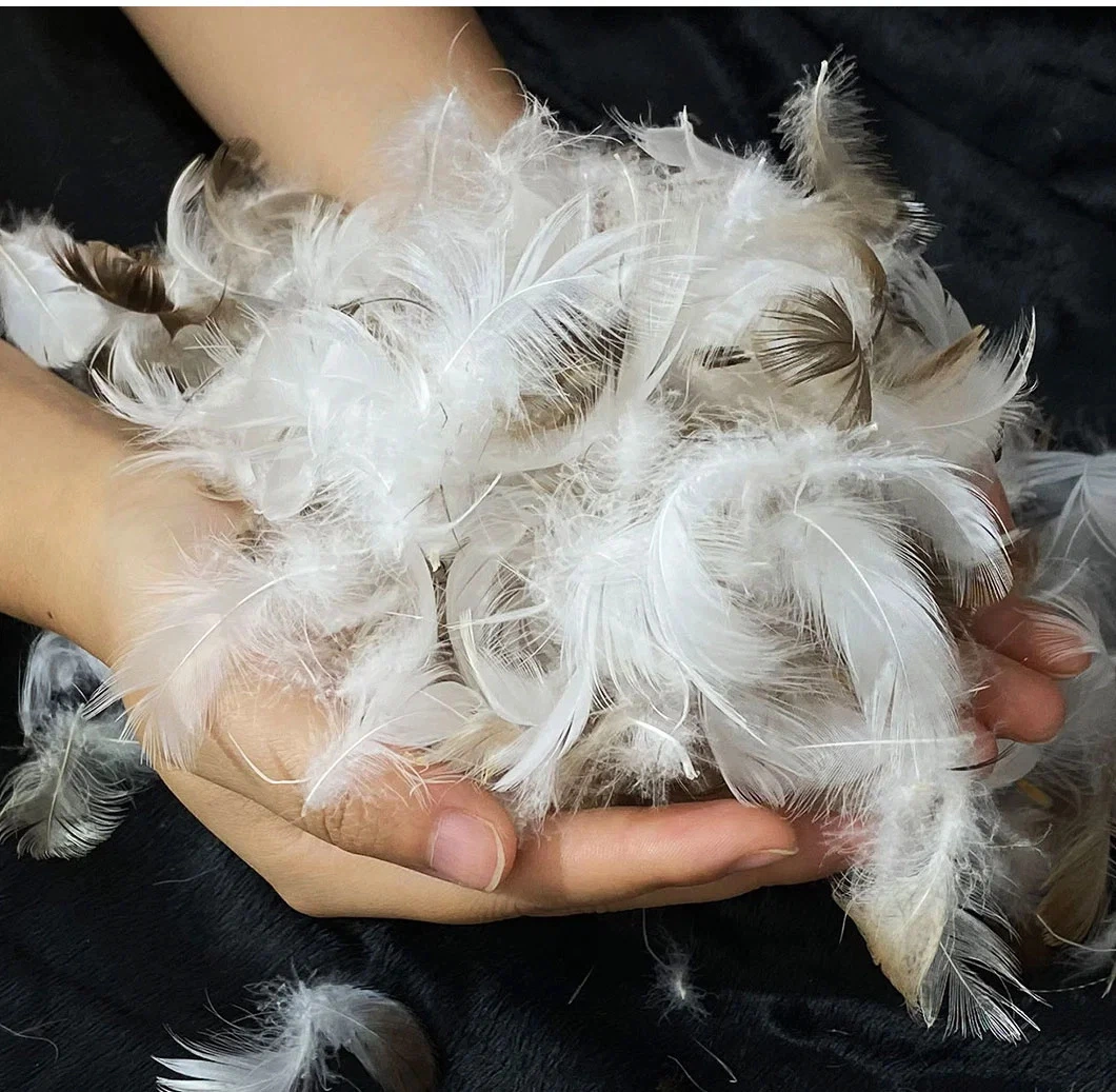 Cheap Price Washed 4-6cm Grey Feather Bedding Products