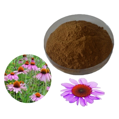 Factory Supply 2023 New Product Echinacea Purpurea Extract 100% Echinacea Polyphenol Powder