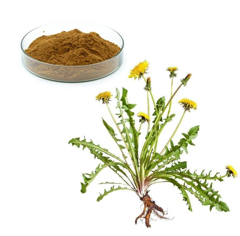 Chinese Supplier Organic Herbal Extract 5% Flavone Dandelion Root Extract Powder