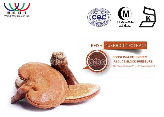 100% Pure Natural Plant Top Quality Reishi Mushroom Ganoderma Lucidum Extract Powder