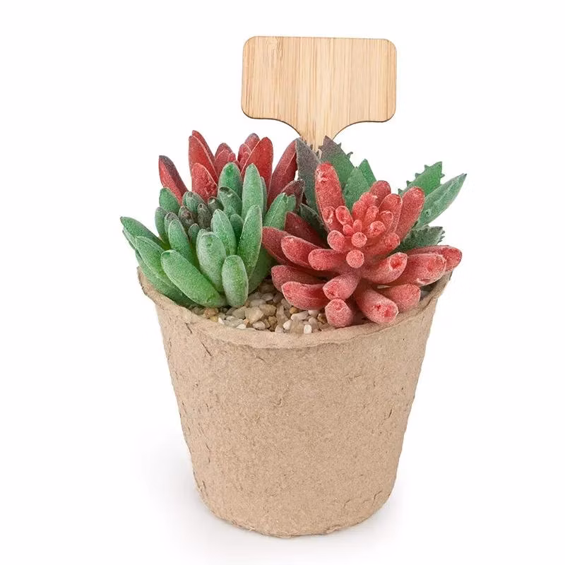T-Shape Wood Sign Tags Tools Garden Bamboo Plant Labels for Nursery Pots Seeding Bonsai Potted Herbs Flowers