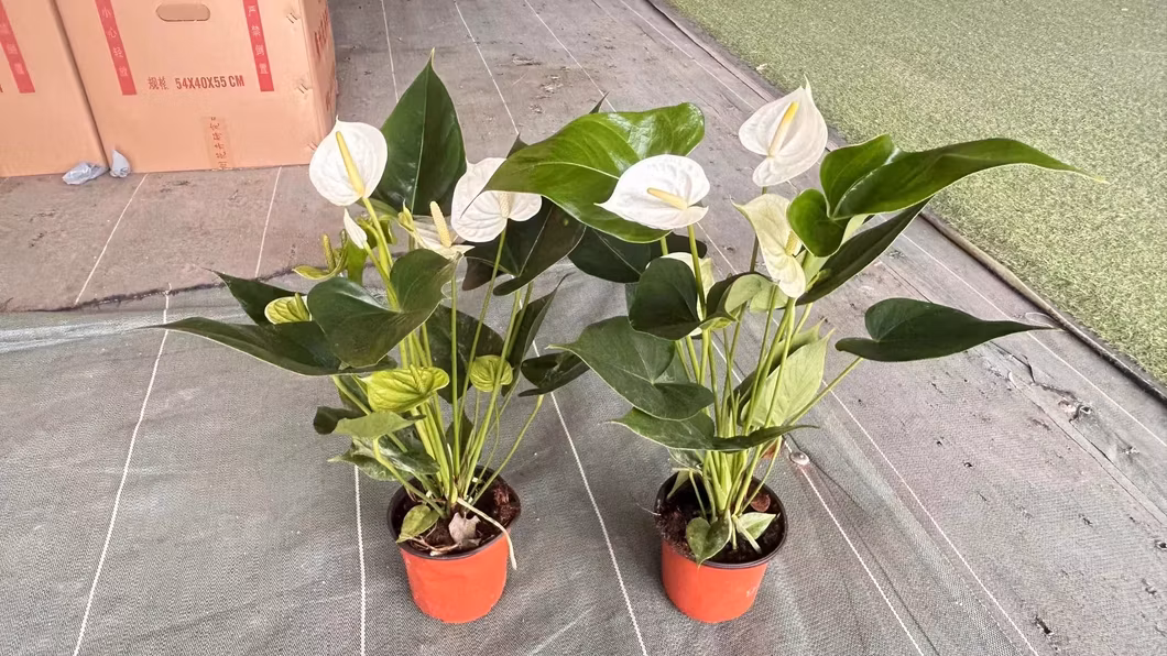 Super Different Color Live Bonsai Anthurium with Pot for Company Desk Decoration