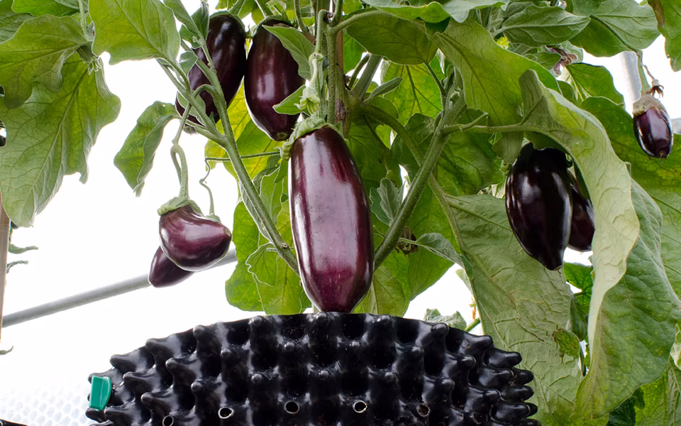 Hydroponic PE/PVC Plastic Air Pruning Pot for Trees Flowers Vegetables Fruits All Plants Stronger Roots Container Pot