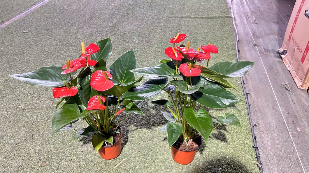 Super Different Color Live Bonsai Anthurium with Pot for Company Desk Decoration
