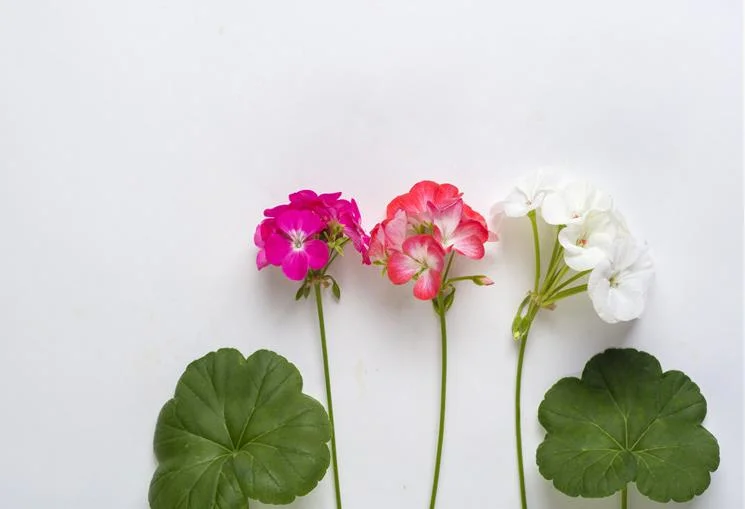 Geranium Extract 10: 1 Natural Extraction High Security Improve Fatigue Diuresis Antiphlogosis