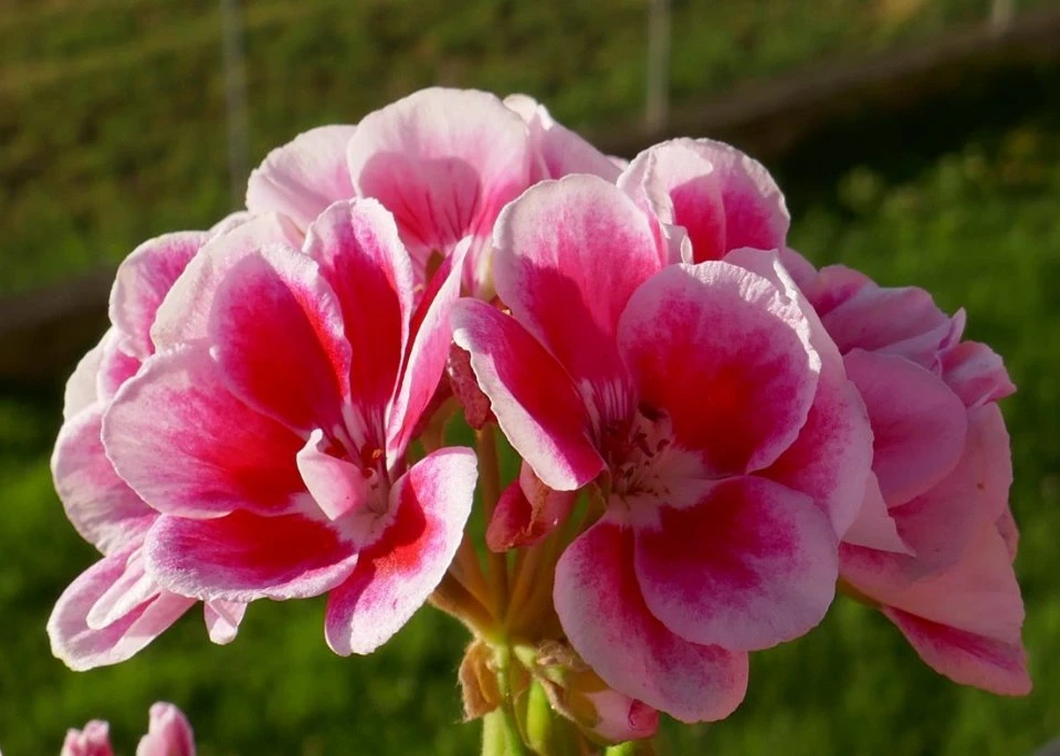 Geranium Extract 10: 1 Natural Extraction High Security Improve Fatigue Diuresis Antiphlogosis