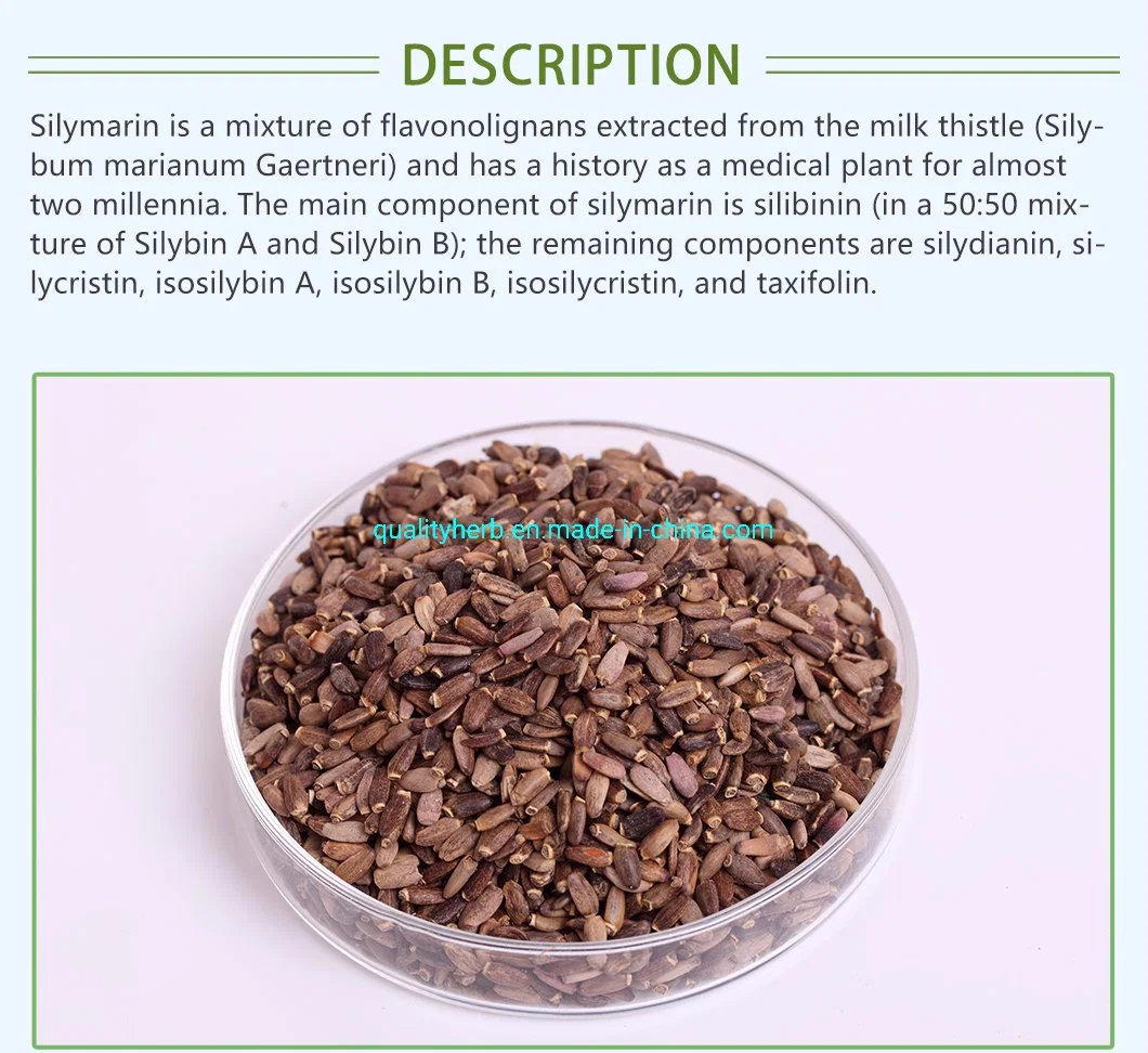 Silybum Marianum Extract Silybin &amp; Isosilybin 30% HPLC