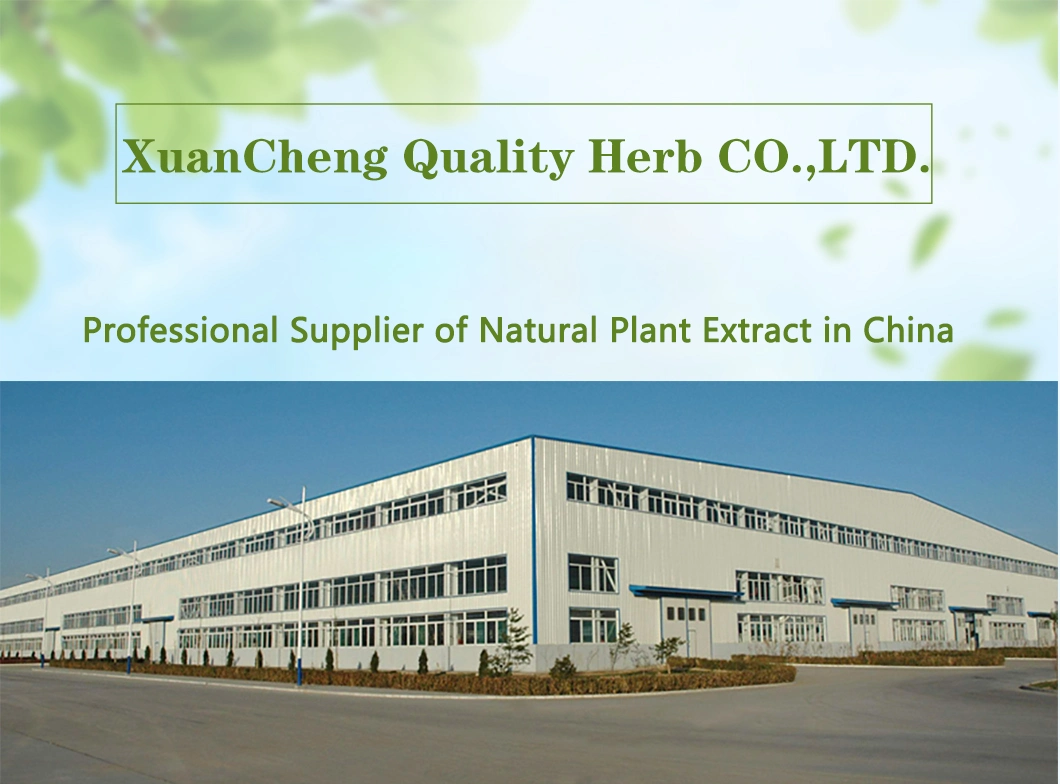 Urtica Dioica Nettle Root Extract 5: 1