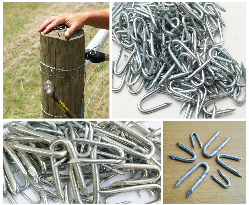 Nail Factory Galvanized U Fence Staples Nails Building Construction U Type Nail