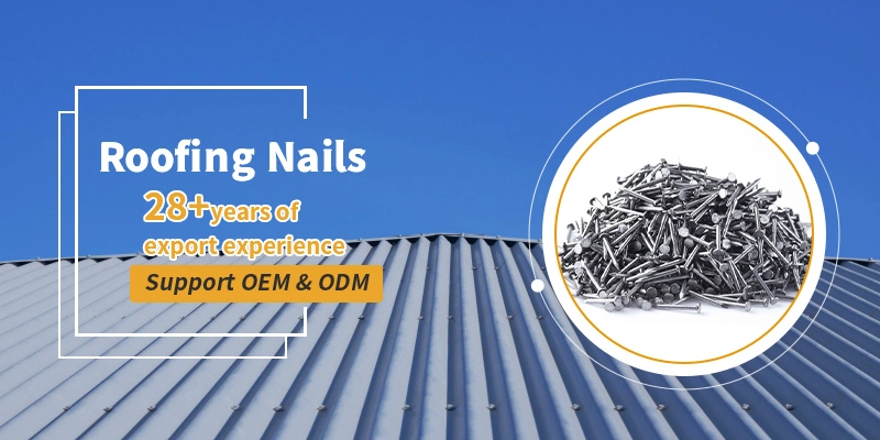 Big Head Galvanized Roofing Nails Umbrella Head Roofing Nails with Carton Packing