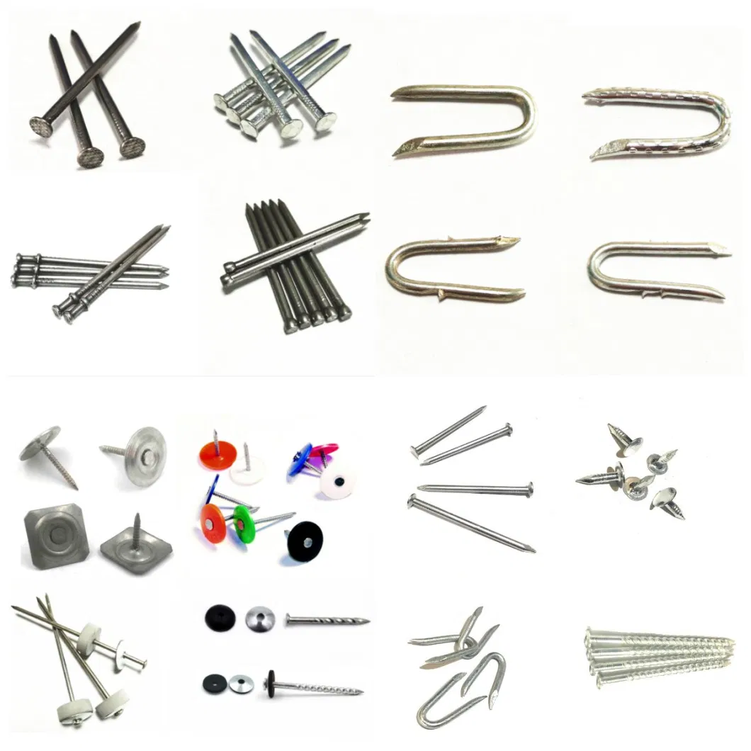 Common /Square Boat /Roofing/Duplex /Plastic Cap /Concrete /Coil /Clavo/Prego Nails