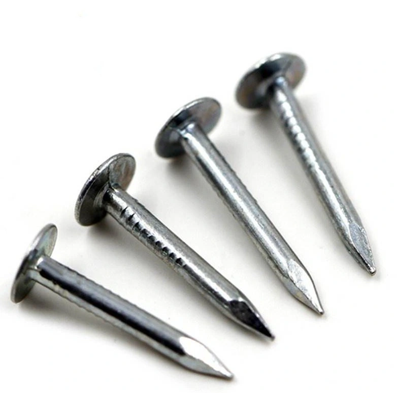 Zinc Plated Carbon Steel Cupper Nails Common Nails in Guangzhou