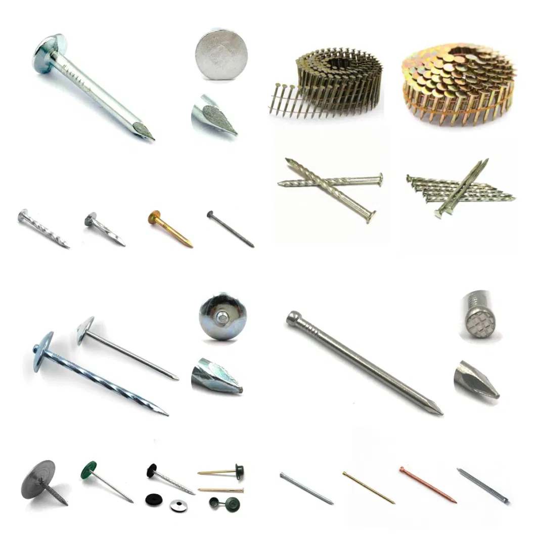 Common /Square Boat /Roofing/Duplex /Plastic Cap /Concrete /Coil /Clavo/Prego Nails