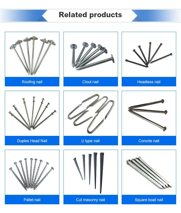 Wholesale Hot Dipped Galvanized Common Nail with High Quality