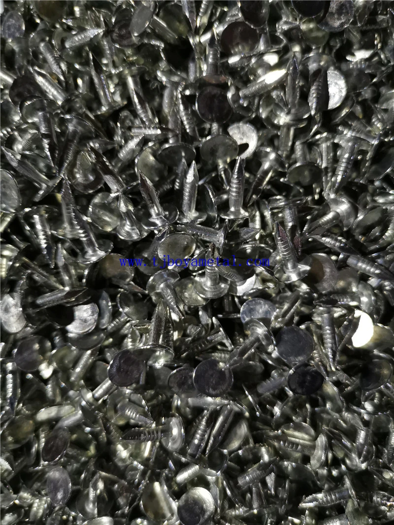 China Electrical Galvanized Large Head Flat Clout Nail for Construction