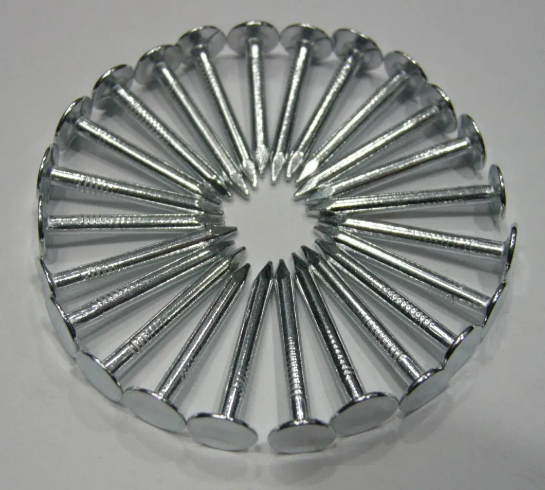 Hot Dipped Galvanised Large Flat Head Nail