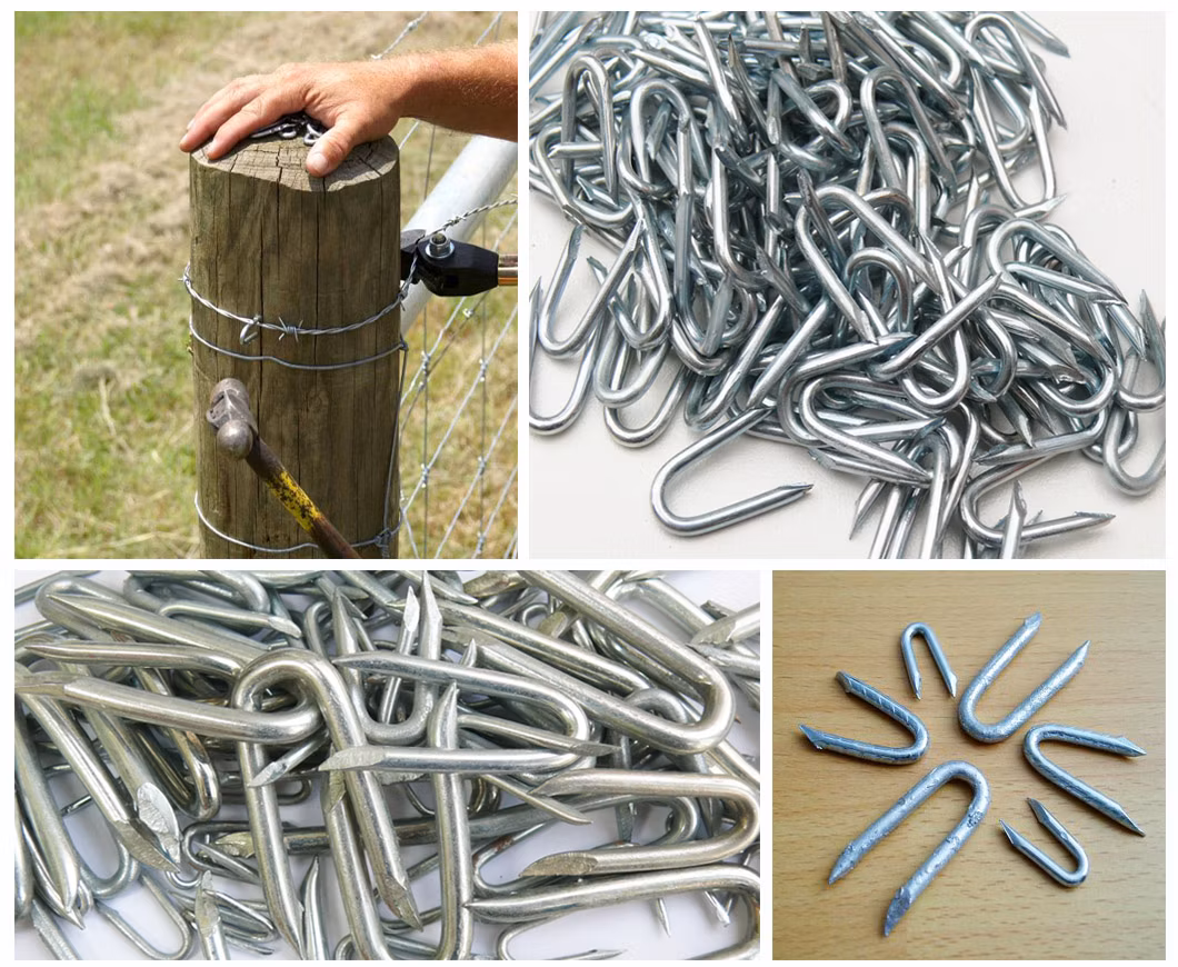 3/4&prime;&prime; Hot Sale Bright or Galvanized Double Thorn Poultry Netting Staples Nails