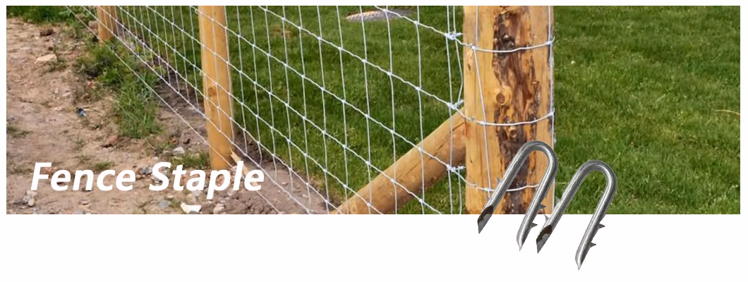 3/4&prime;&prime; Hot Sale Bright or Galvanized Double Thorn Poultry Netting Staples Nails