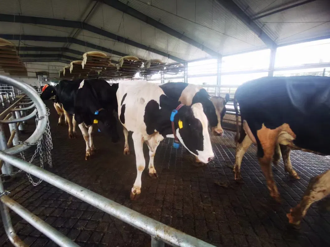 China&prime;s Best-Selling Dairy Cows Step on Non-Slip Mats