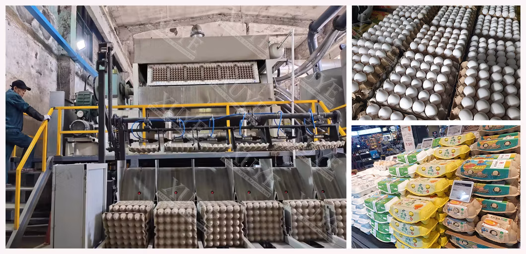 China Factory Waste Paper Recycled Automatic Egg Pallet Production Line with Metal Drying Line Manufacturer