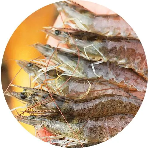 70% Tea Saponins as pH Regulator in Shrimp Ponds Instead of Ca Hypo (Calcium Hydroxide) CAS 8047-15-2